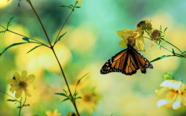Beautiful Butterfly Perched on Flower Background.
