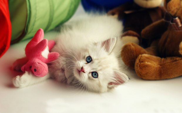 Beautiful Cute Kitten Desktop Wallpapers.