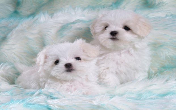 Beautiful Cute Puppy Image.