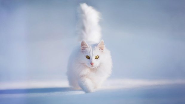 Beautiful Cute White Cat HD Wallpaper.