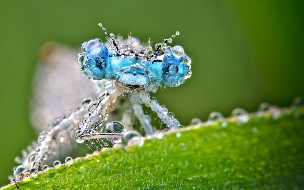 Beautiful Dragonfly Macro Photos Best.