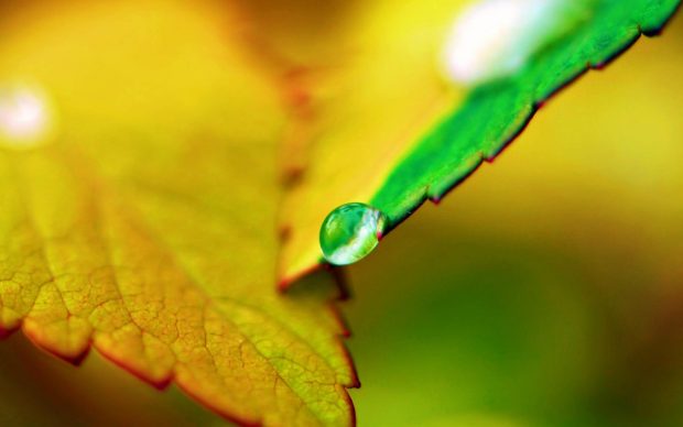 Beautiful Drop Water On Leaf 2560 x 1600 Wallpaper.