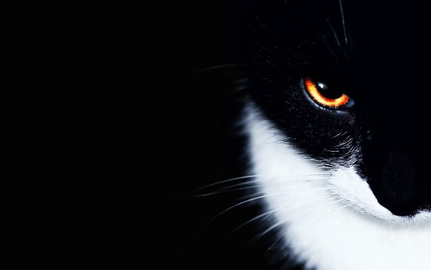 Beautiful Eye Cat Background.