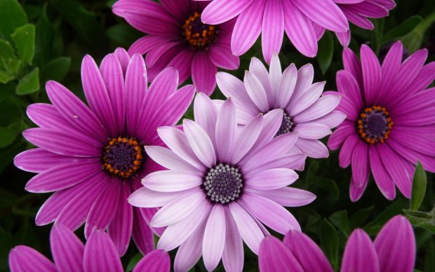 Beautiful Flowers HD Wallpapers.