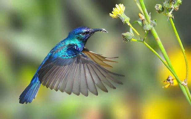 Beautiful Hummingbird Wallpaper.