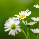 Beautiful Images Of Nature.