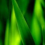 Beautiful Nature macro wallpaper background.