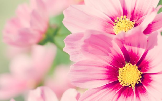 Beautiful Pink Flowers Wallpaper.