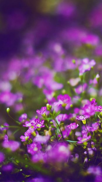 Beautiful Purple Flower Field Blur Bokeh iphone wallpaper.