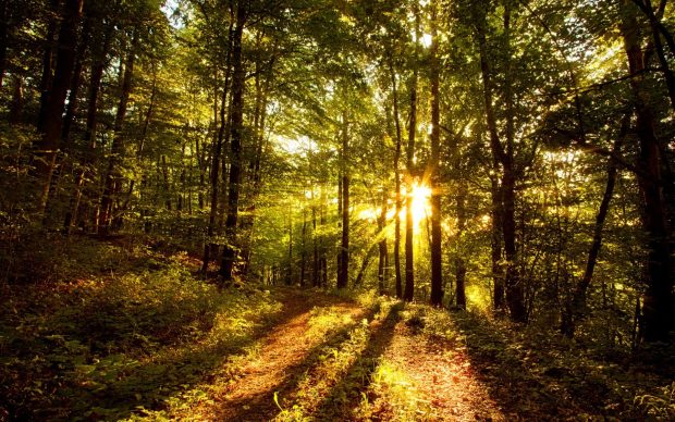 Beautiful Sun Rays Forest Pictures.