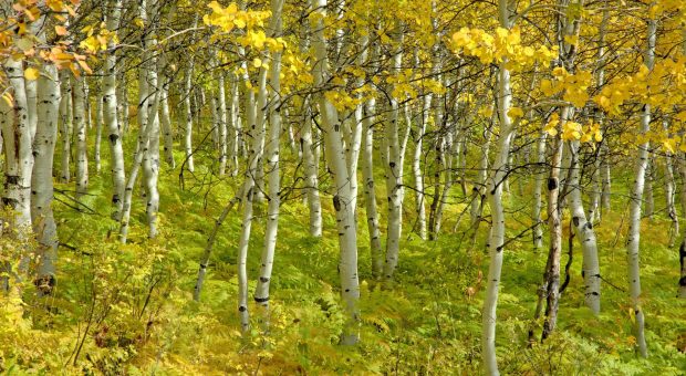 Beautiful birch forest wallpaper 1920x1080.