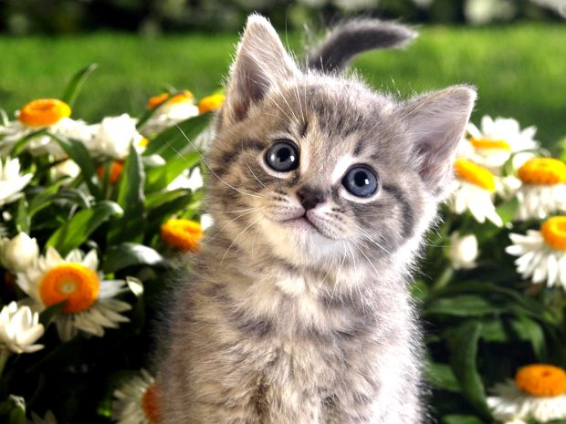 Beautiful black gray creative cute persian kitty kitten with flowers hd photos desktop.