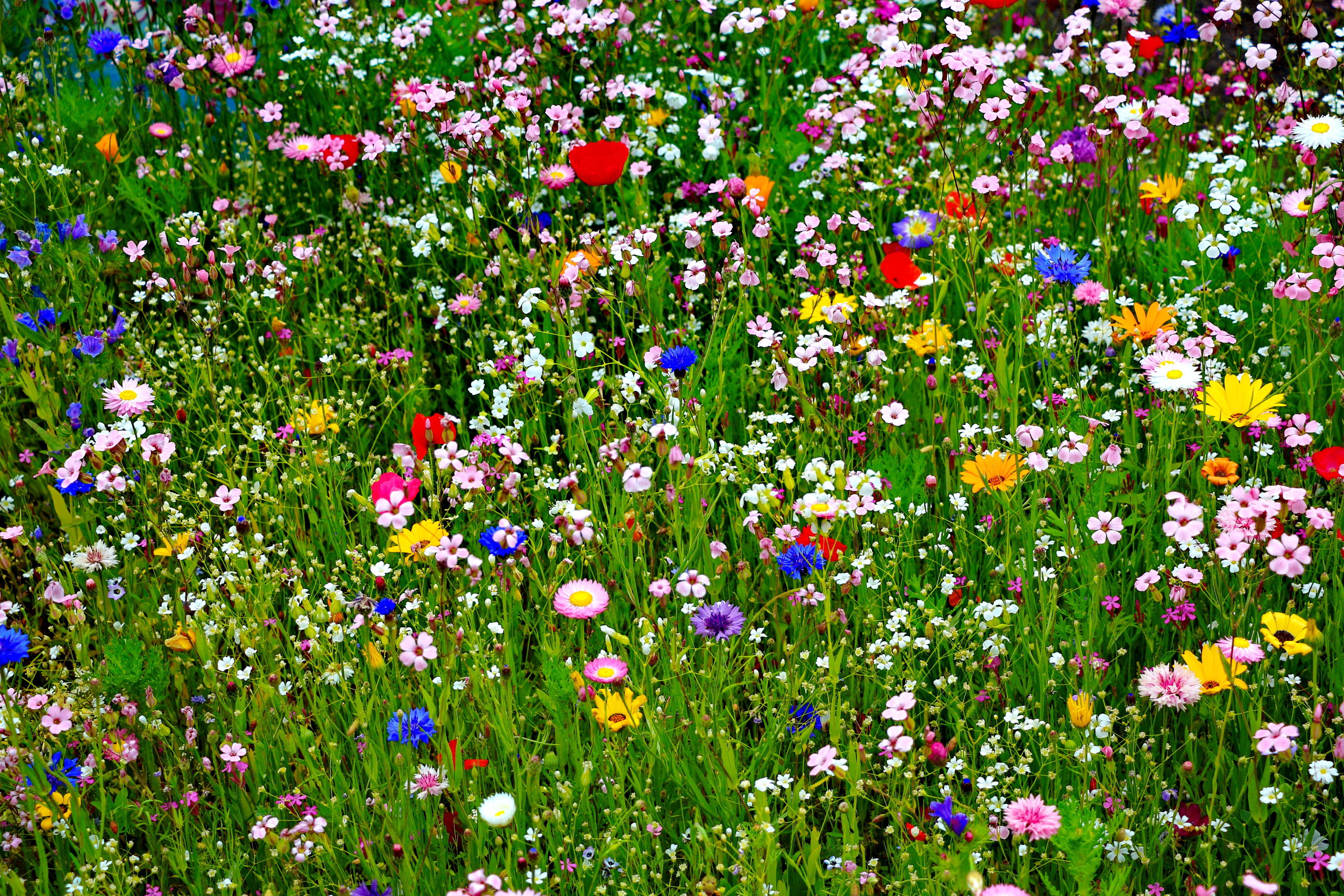 цветы поле трава природа бесплатно
