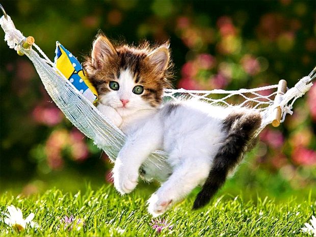 Beautiful creative cute cat kitty kitten with flowers hd photos desktop.