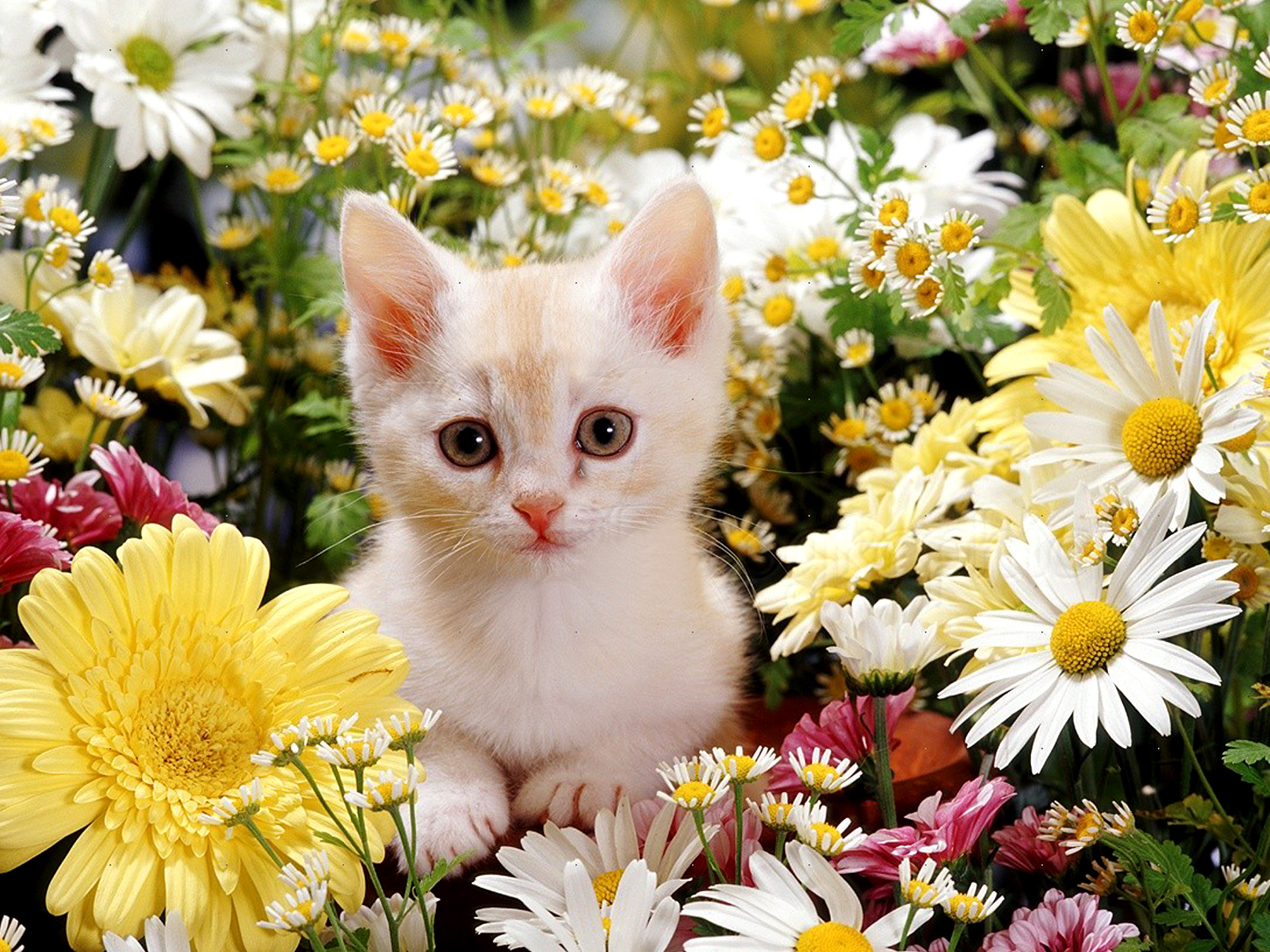 Cute Wallpapers For Desktop Free Download