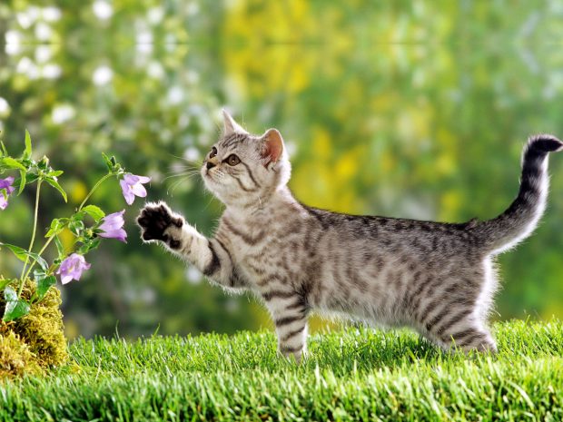Beautiful garden cute persian kitty kitten with flowers hd wallpaper desktop.