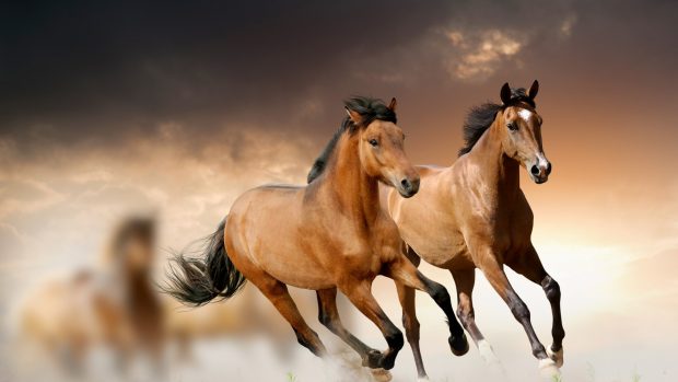 Beautiful horses running pictures for iphone.