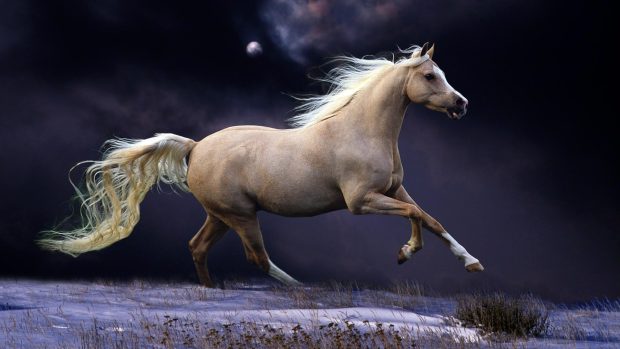 Beautiful horses running wallpapers images.