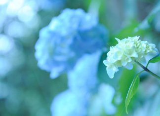 Beautiful hydrangea pictures hd.