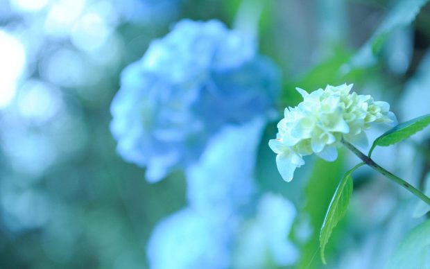 Beautiful hydrangea pictures hd.