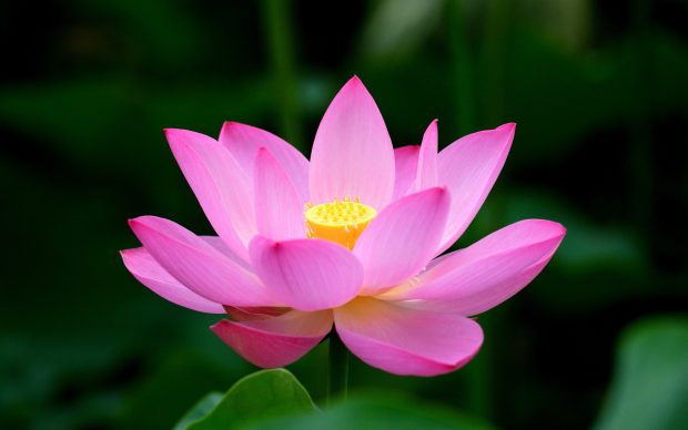 Beautiful lotus best HD background.