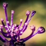 Beautiful nature macro HD background.