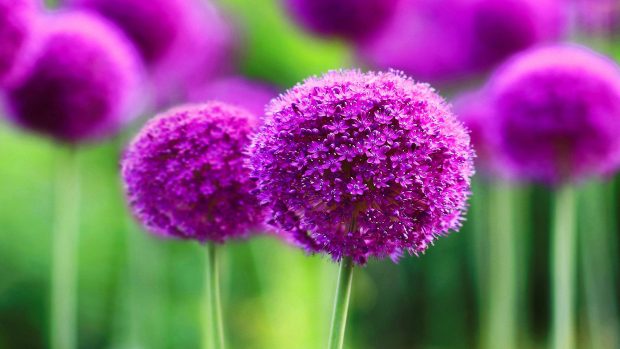 Beautiful purple flower pictures high quality.