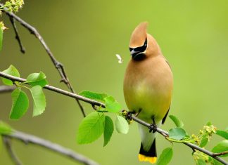 Beautiful wallpaper birds download.