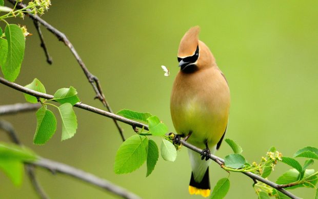 Beautiful wallpaper birds download.