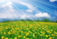 spring-desktop-wallpaper-widescreen-best-free-spring-wallpaper
