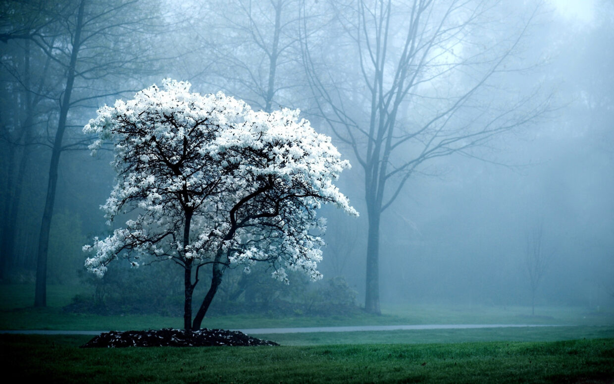 Best PC Backgrounds HD - PixelsTalk