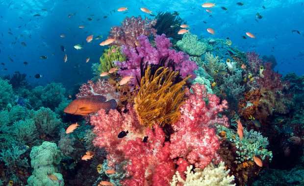 Coral reef, Raja Ampat, West Papua, Indonesia