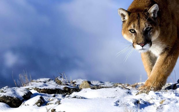 Best mountain lion wallpaper download.