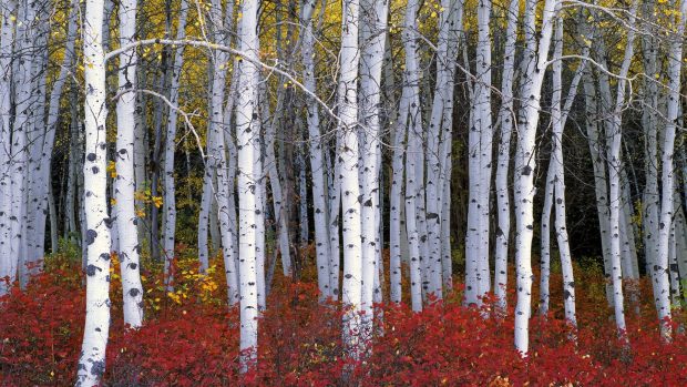 Birch Images Free Download.