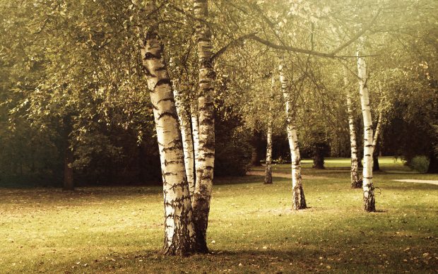 Birch Images HD Desktop.