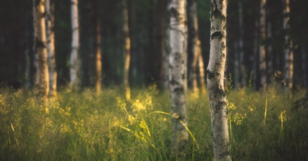 Birch Tree Backgrounds.