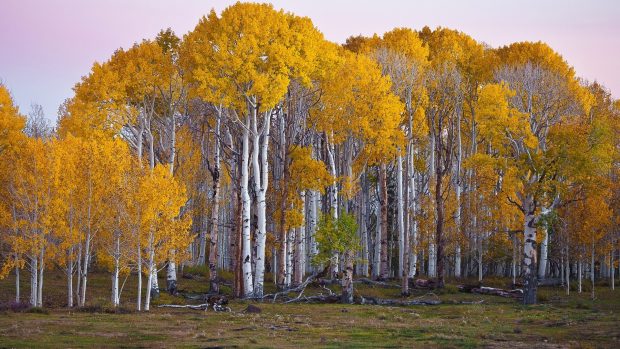 Birch Tree Backgrounds For Desktop.