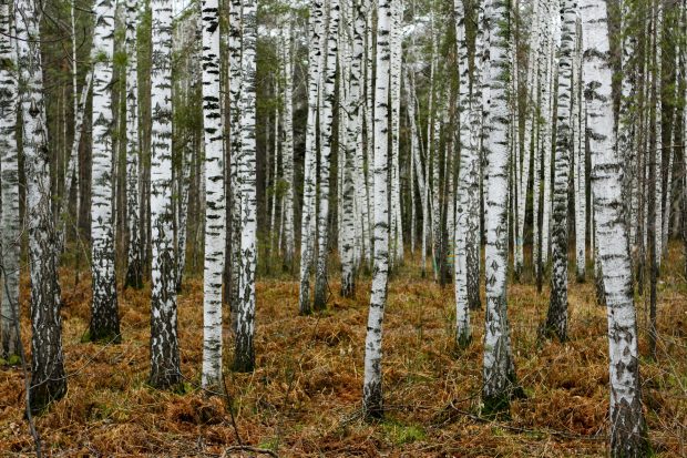 Birch Tree Backgrounds Free Download.