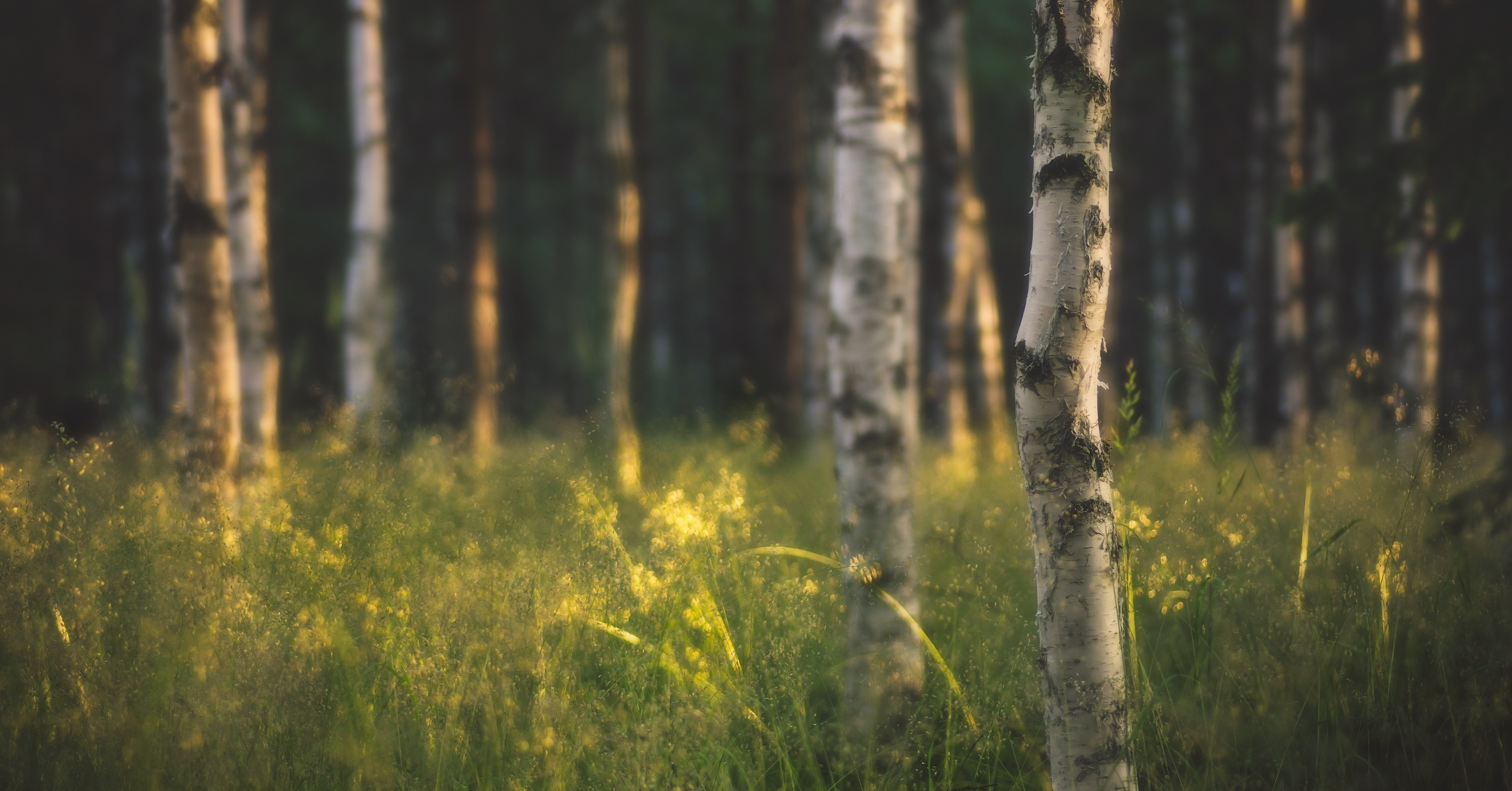 природа березы трава деревья закат nature birch grass trees sunset загрузить