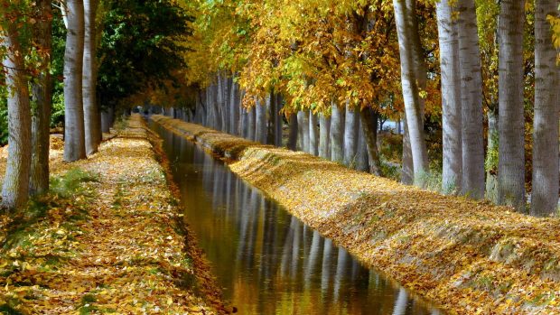 Birch Trees Lined Canal In Autumn HD Desktop Background