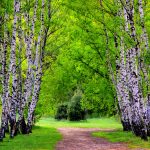 Birch Tree Pictures Download.