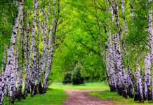 Birch Tree Pictures Download.