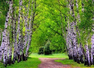 Birch Tree Pictures Download.