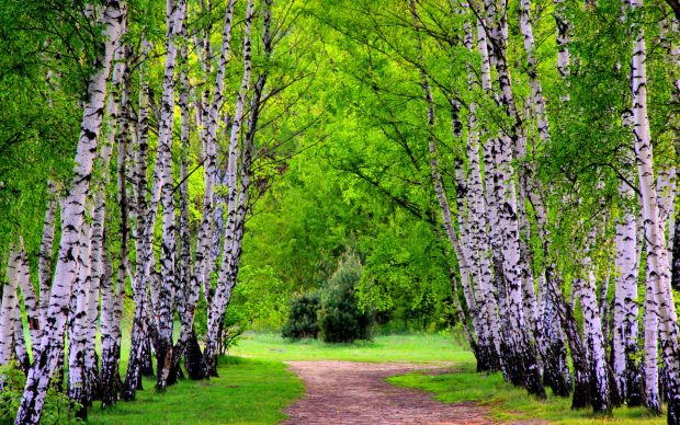 Birch Tree Pictures Download.