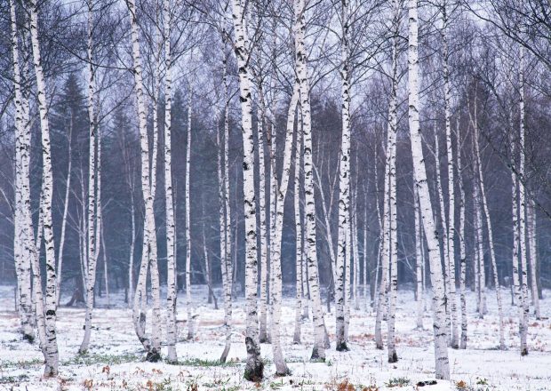 Birch Tree Wallpapers.