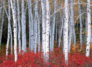 Birch Tree Wallpapers Free Download.