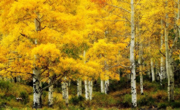 Birch Tree autumn wallpaper 1920x1200.