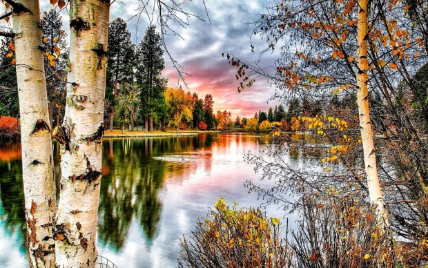 Birch Trees On The Lakeside Wallpaper.