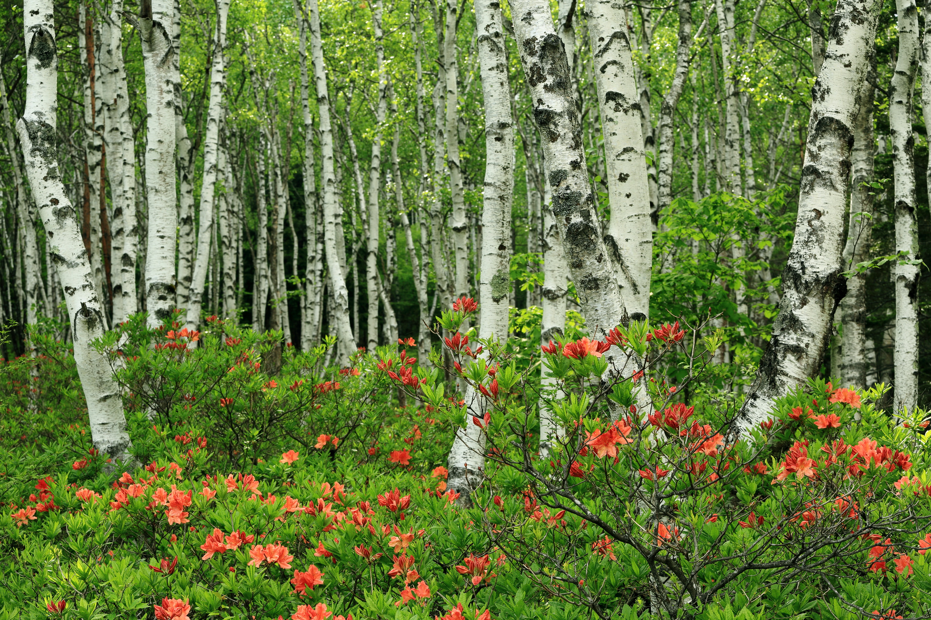 Birch Wallpapers Hd Pixelstalknet