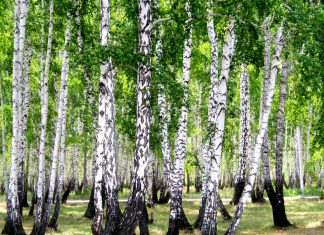 Birch forest hd 1080p wallpapers download.